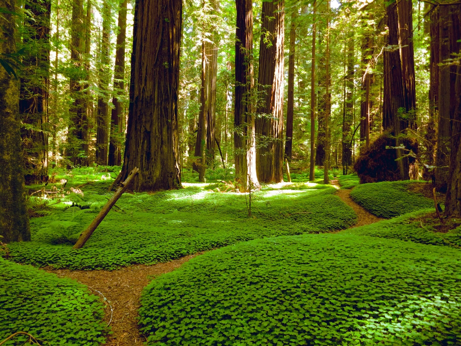 The Ultimate Guide to Finding Scenic Walking Routes