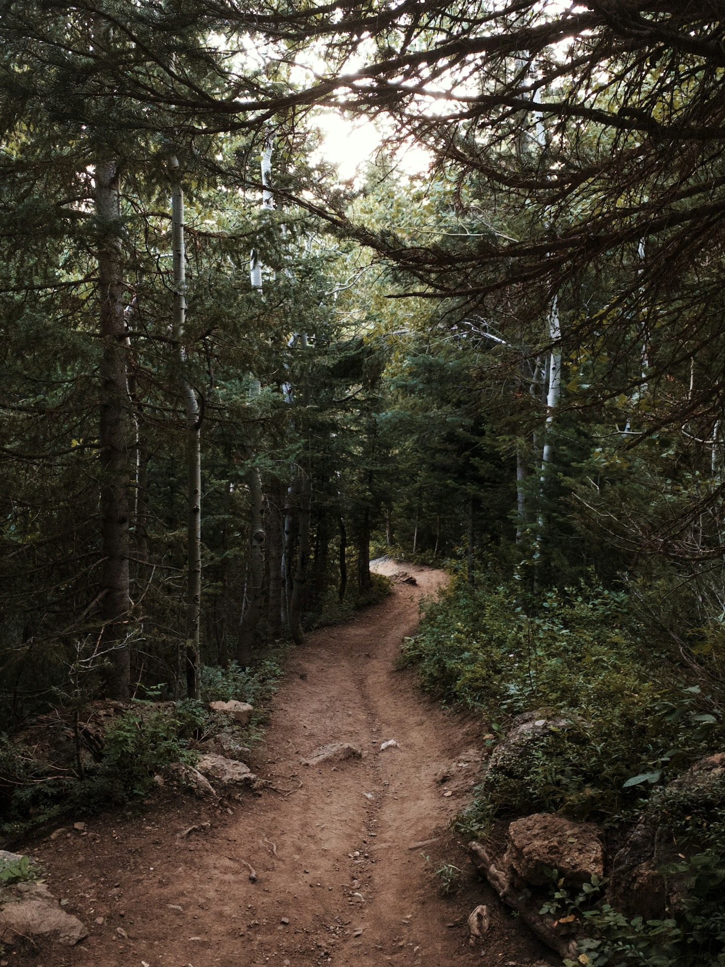 Essential Hiking Gear for Beginners and Pros